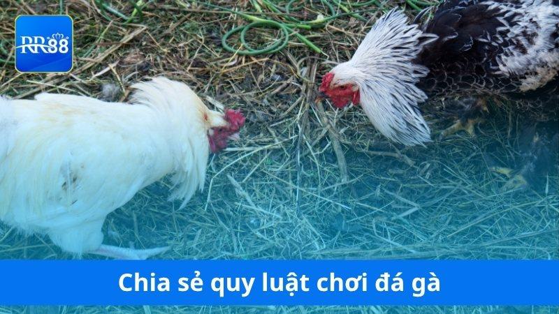 Chia sẻ quy luật chơi đá gà RR88 rõ ràng
