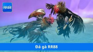 Đá gà RR88
