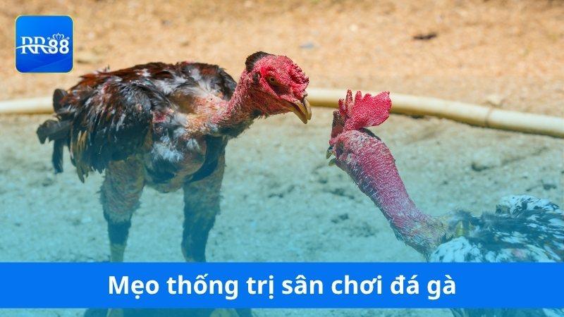 Mẹo thực chiến để thống trị sân chơi đá gà RR88