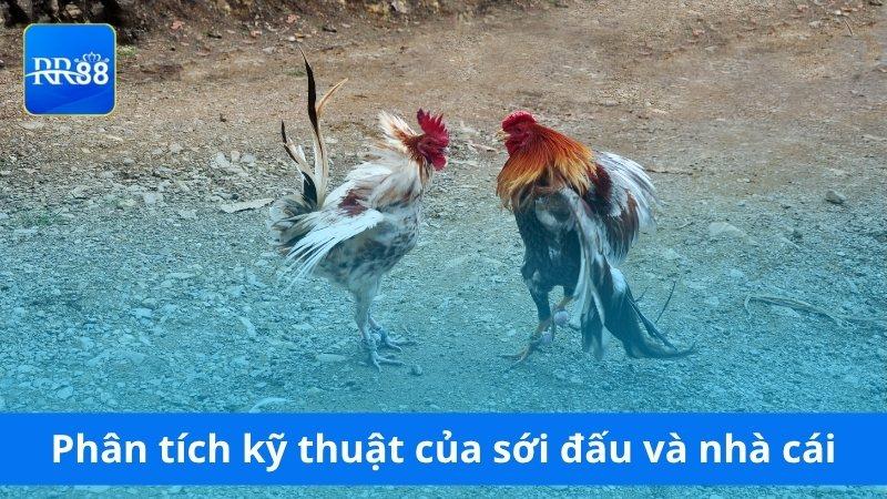 Phân tích kỹ thuật của sới đấu và nhà cái