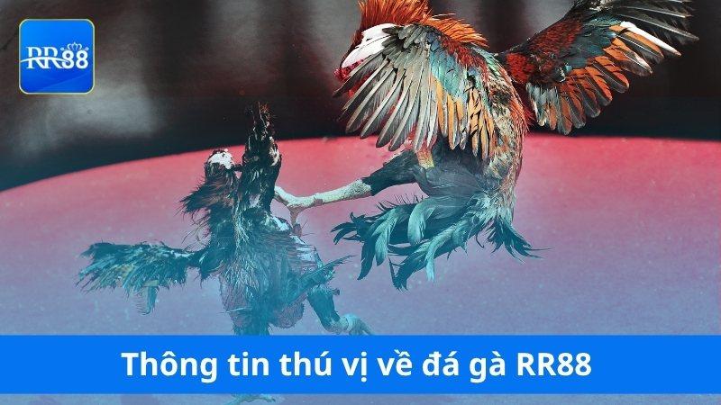 Thông tin thú vị về đá gà RR88 mà bạn chưa biết